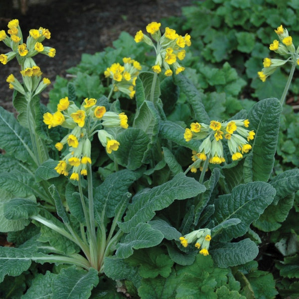 Primula veris (Cowslip)