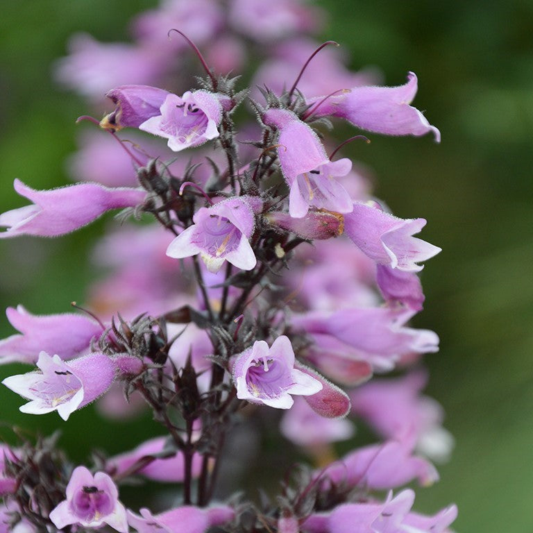Penstemon digitalis 'Dakota Burgundy'