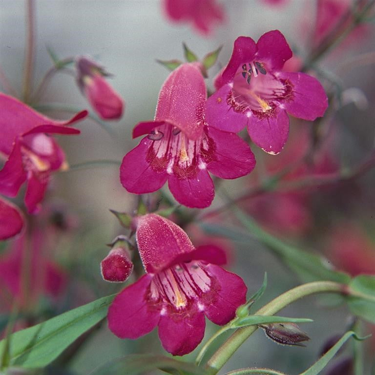 Penstemon campanulatus 'Garnet'