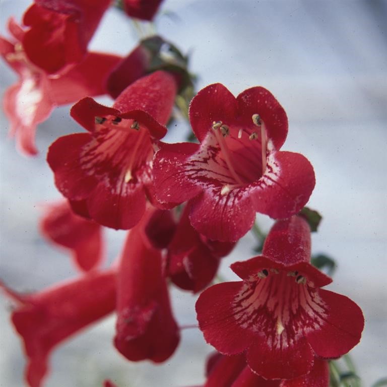Penstemon 'King George V'