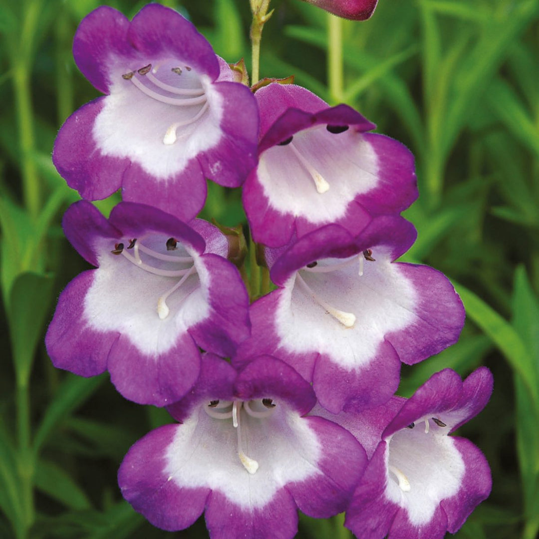 Penstemon 'Pensham Czar'