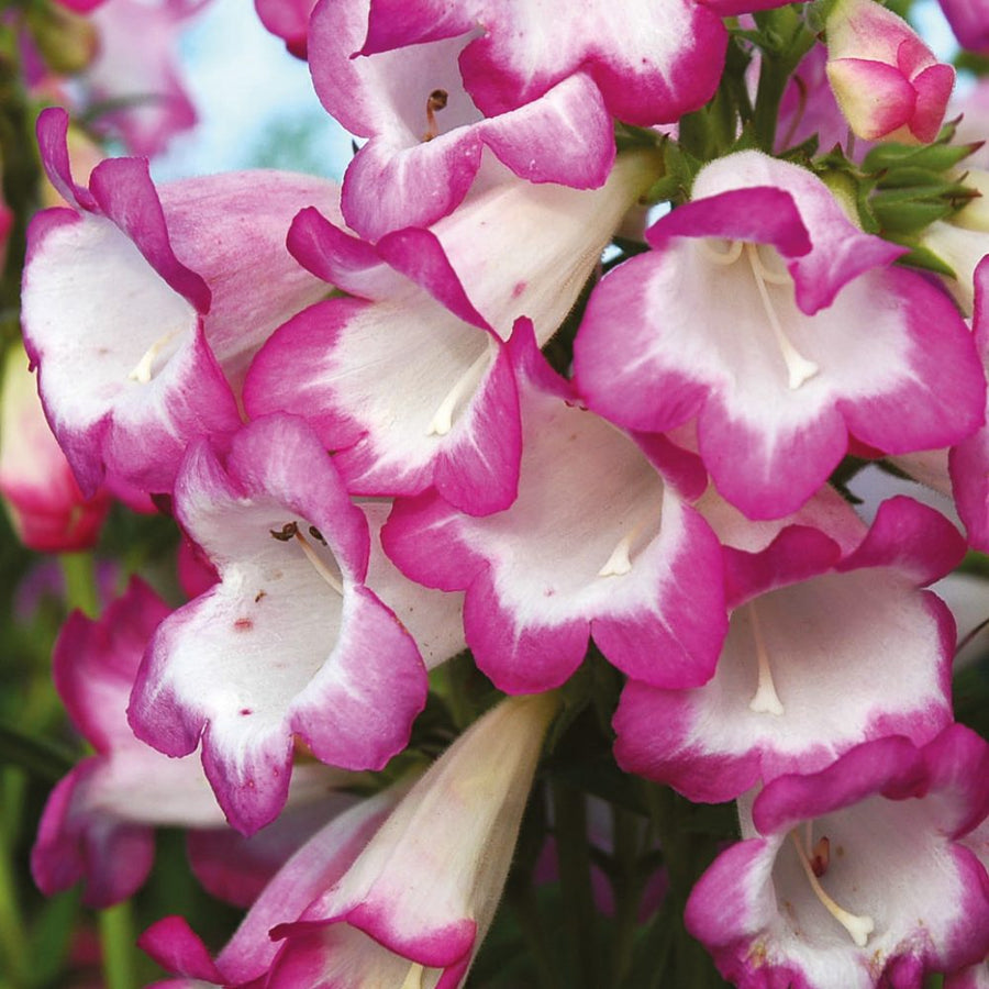 Penstemon 'Pensham Laura'