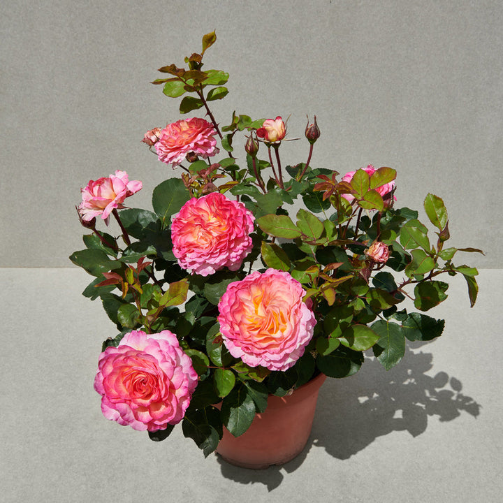 Rosa 'Gorgeous'