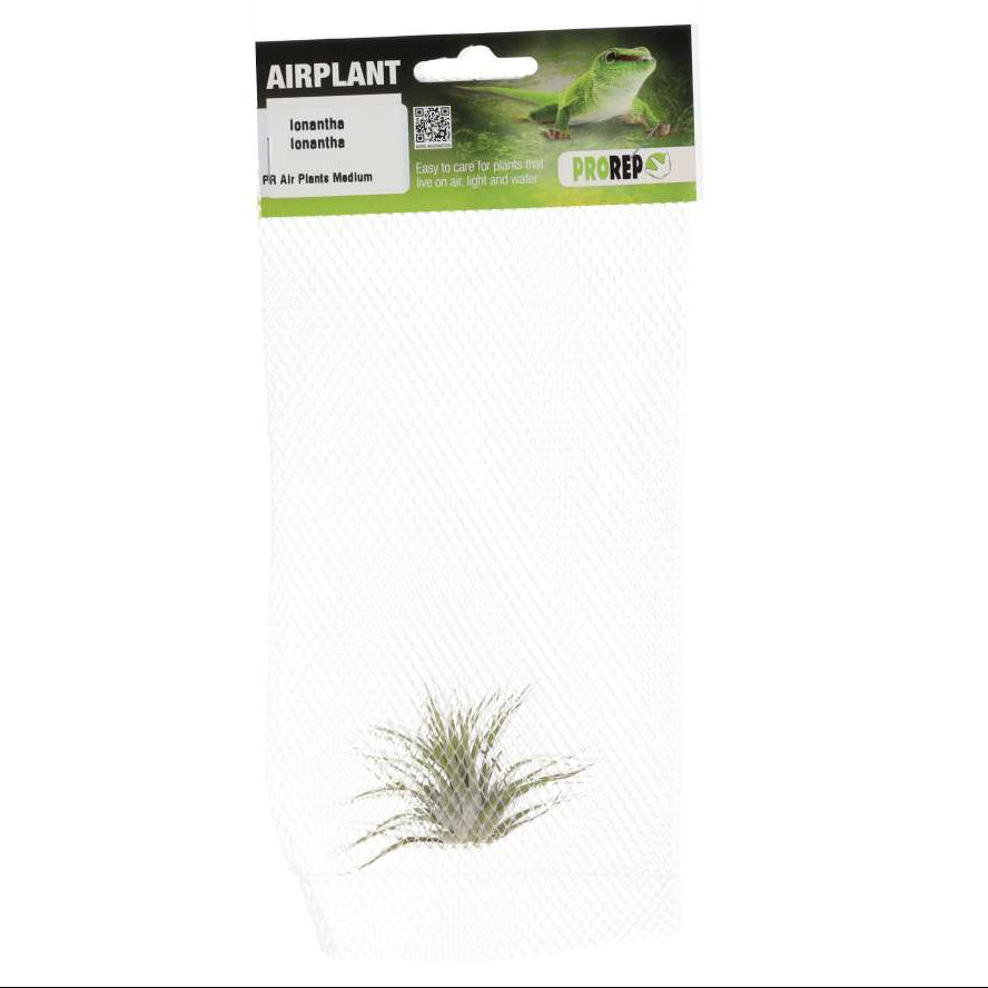 Tillandsia ionantha var. ionantha