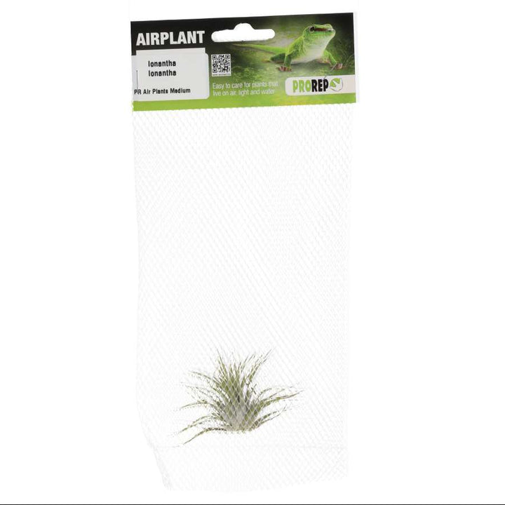 Tillandsia ionantha var. ionantha