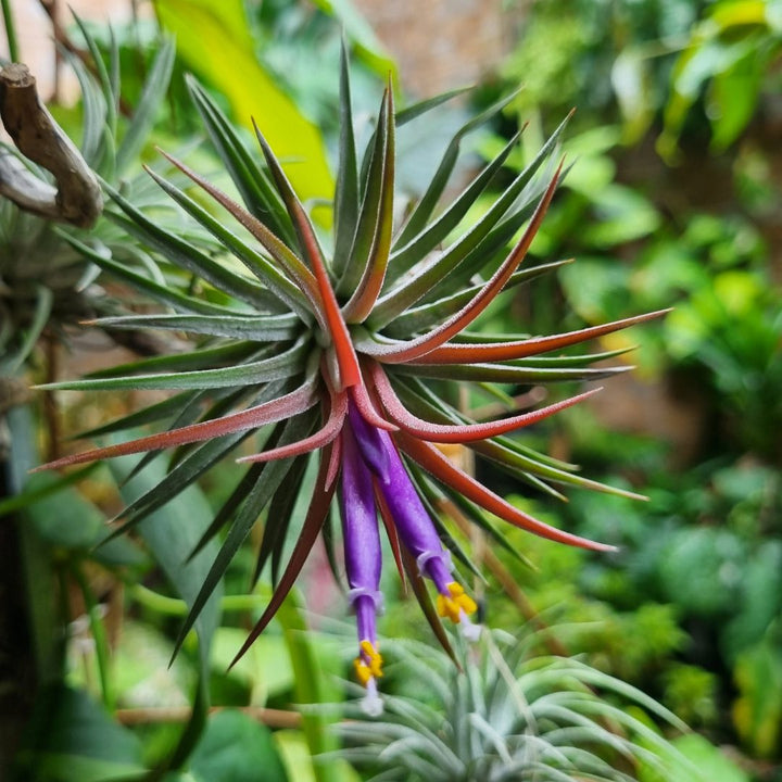 Tillandsia ionantha var. ionantha