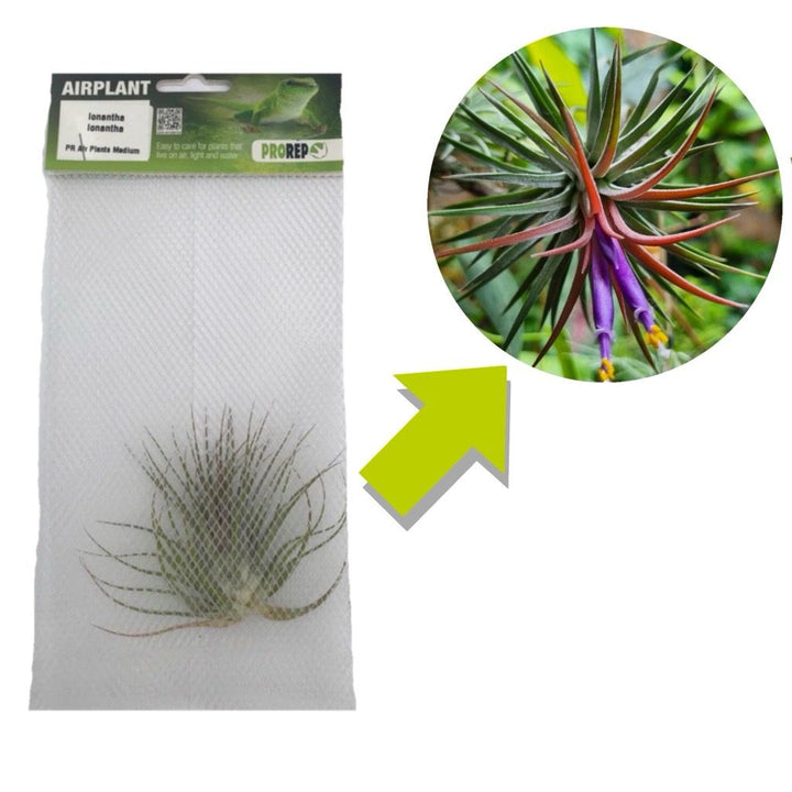 Tillandsia ionantha var. ionantha