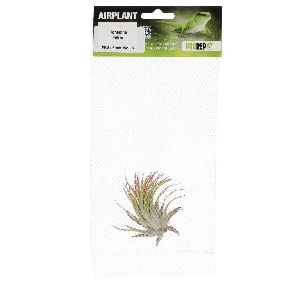 Tillandsia ionantha 'Rubra'