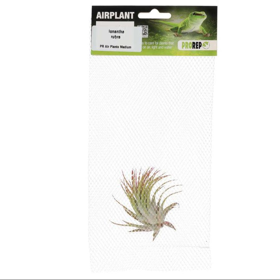 Tillandsia ionantha 'Rubra'