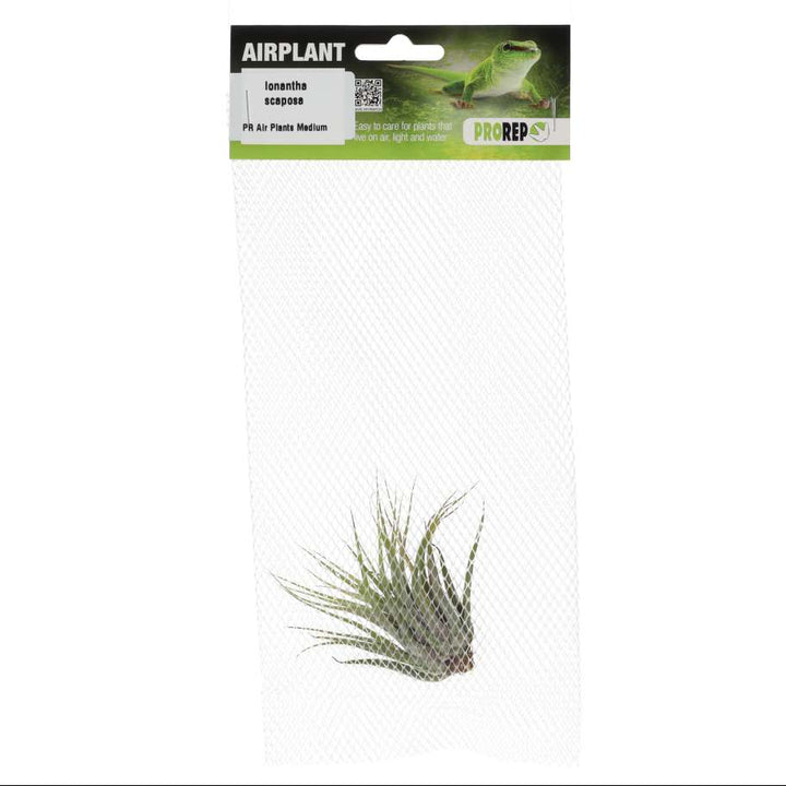 Tillandsia ionantha var. scaposa (Scaposa Air Plant)