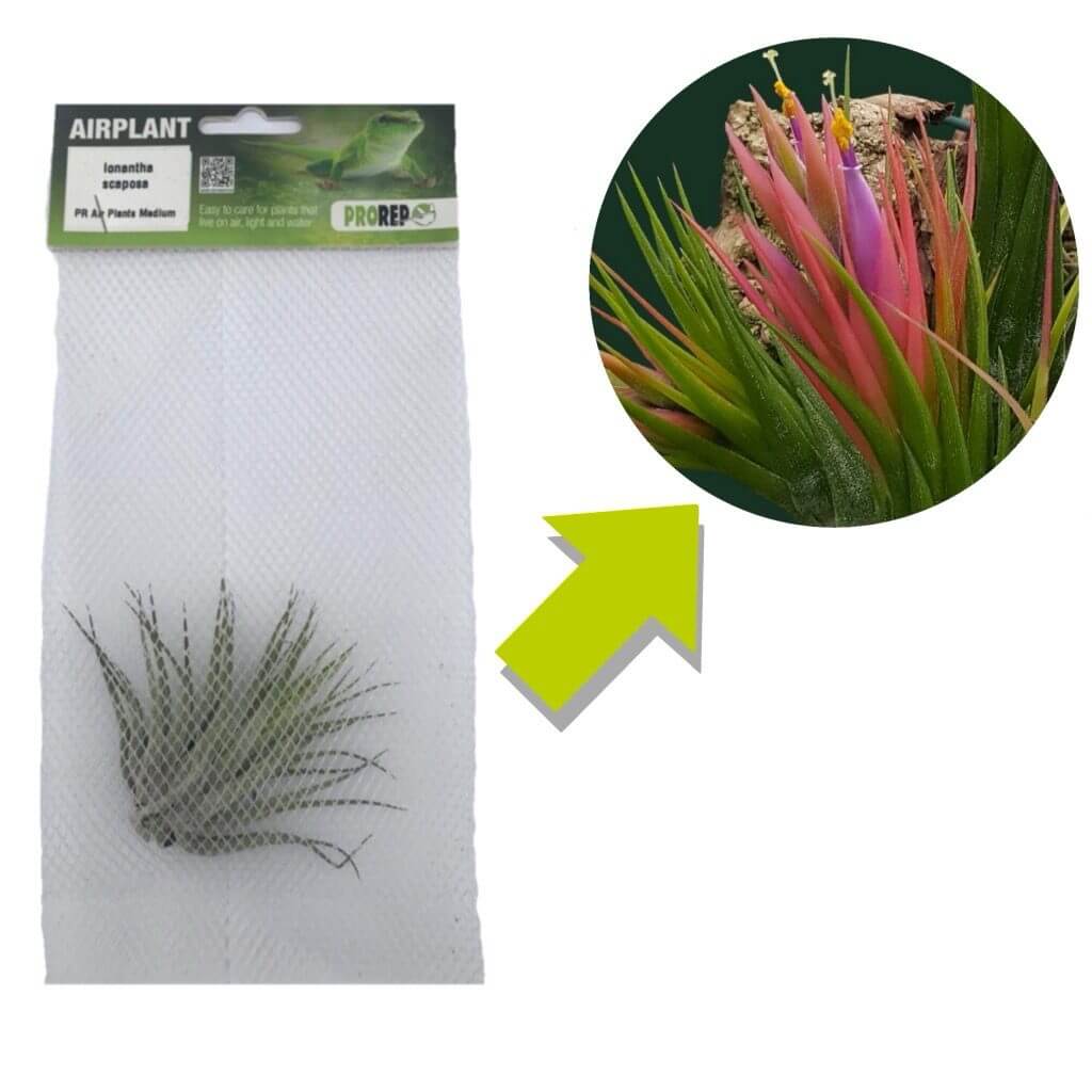 ionantha scaposa air plant Tillandsia ionantha var. scaposa (Scaposa Air Plant)