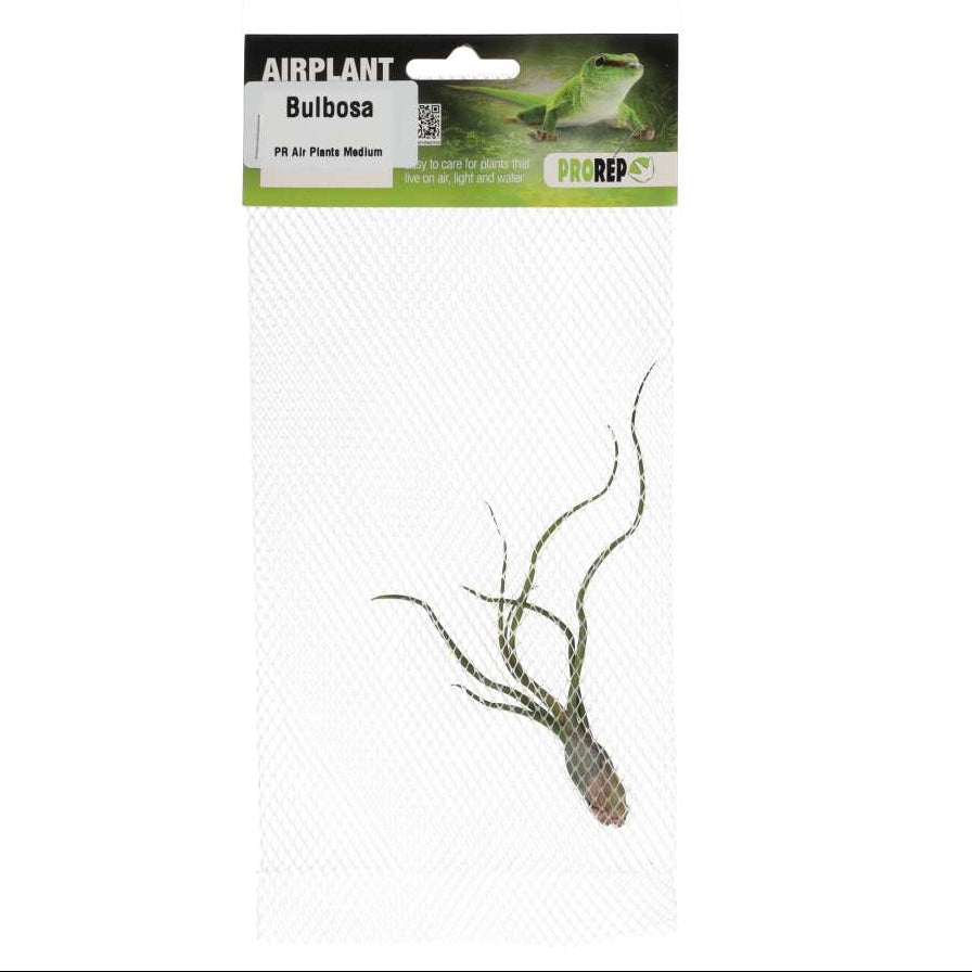 Tillandsia bulbosa