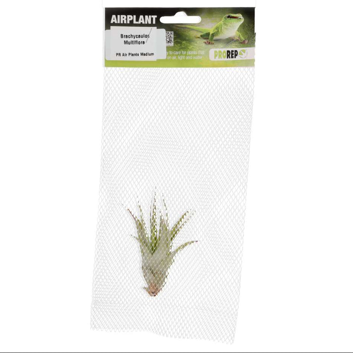 Tillandsia brachycaulos var. multiflora