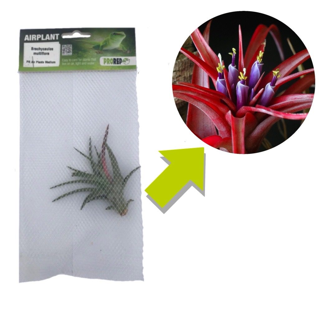 Tillandsia brachycaulos var. multiflora