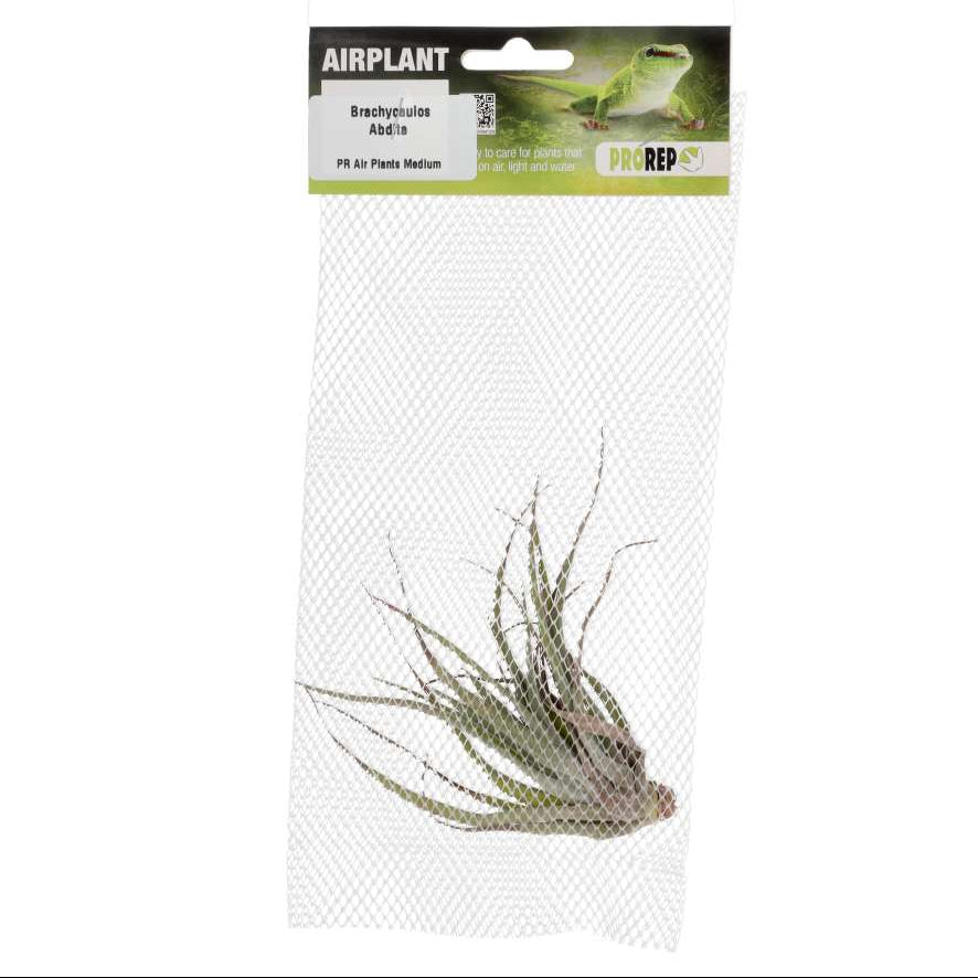 Tillandsia brachycaulos var. abdita