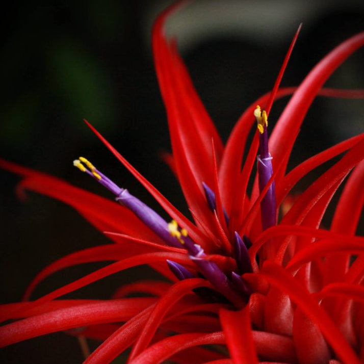 Tillandsia brachycaulos var. abdita