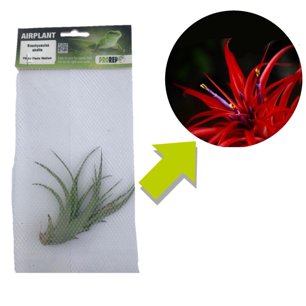 Tillandsia brachycaulos var. abdita