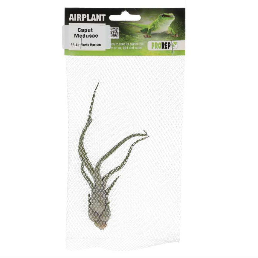 Tillandsia caput-medusae (Medusa's Head Air Plant)