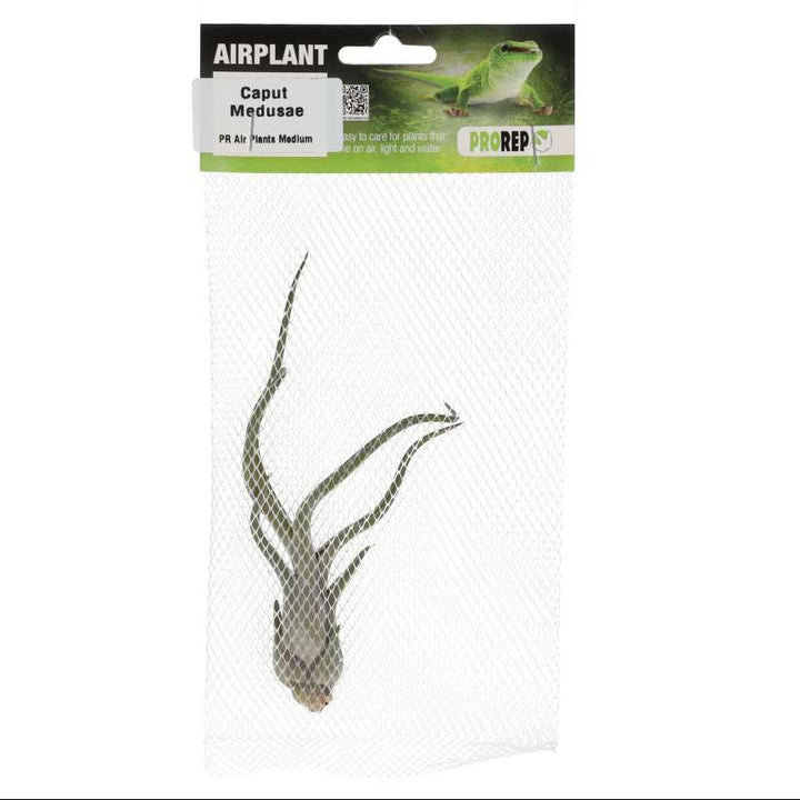 Tillandsia caput-medusae (Medusa's Head Air Plant)