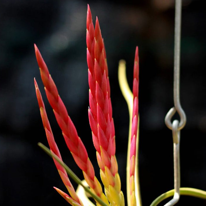 Tillandsia caput-medusae (Medusa's Head Air Plant)