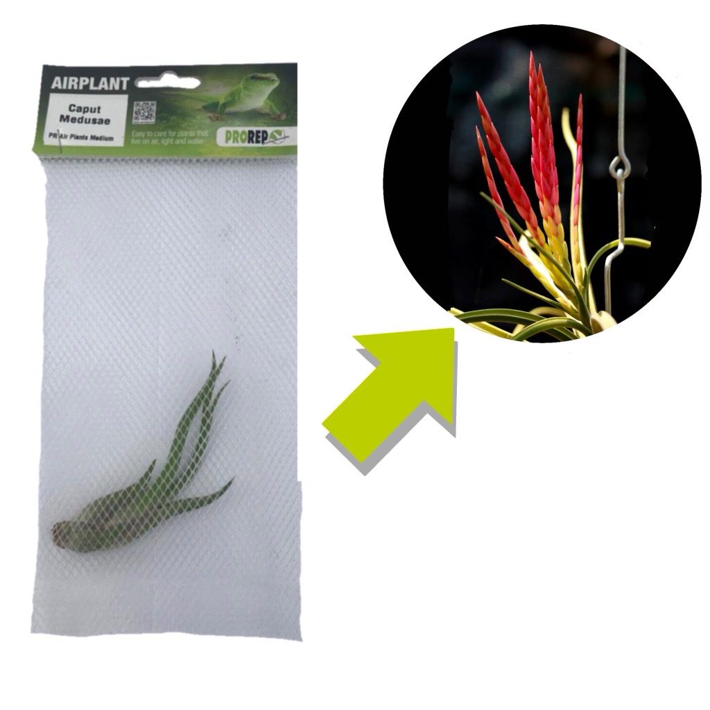 Tillandsia caput-medusae (Medusa's Head Air Plant)