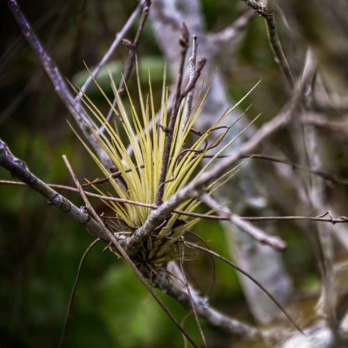 Tillandsia juncea