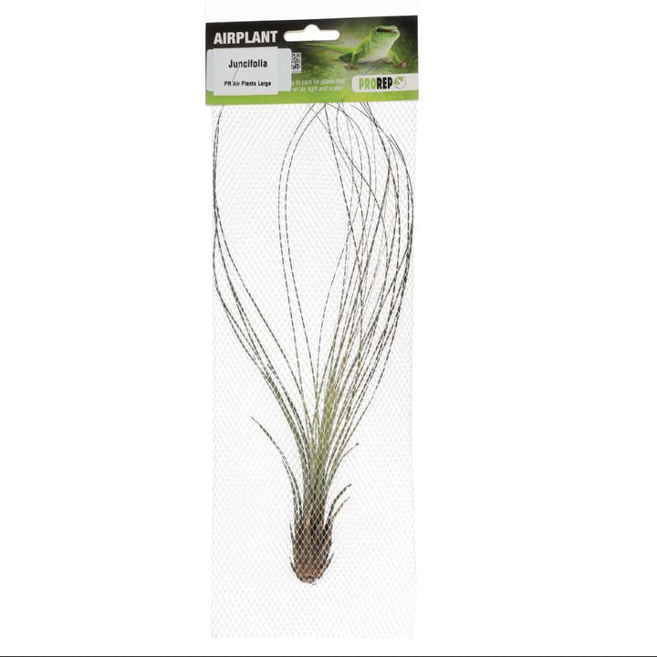 Tillandsia juncifolia (Rush-like Air Plant)