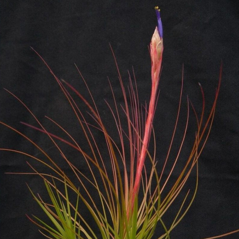 Tillandsia juncifolia (Rush-like Air Plant)