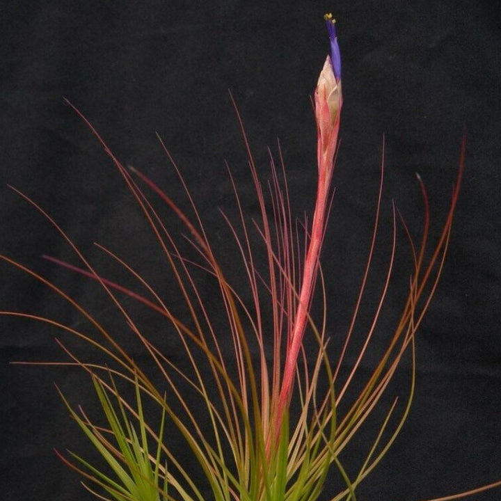 Tillandsia juncifolia (Rush-like Air Plant)
