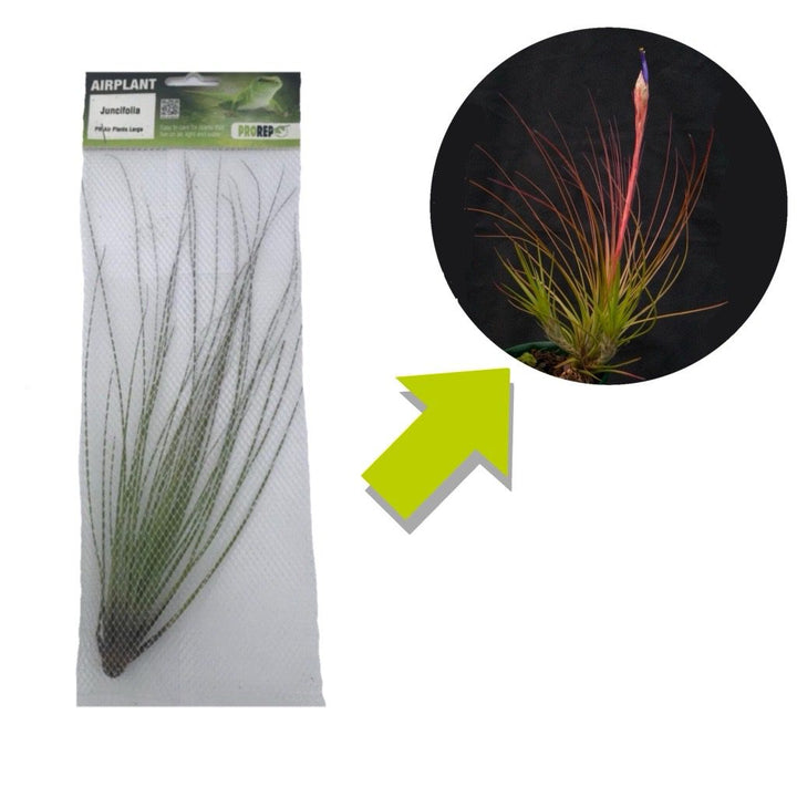 Tillandsia juncifolia (Rush-like Air Plant)