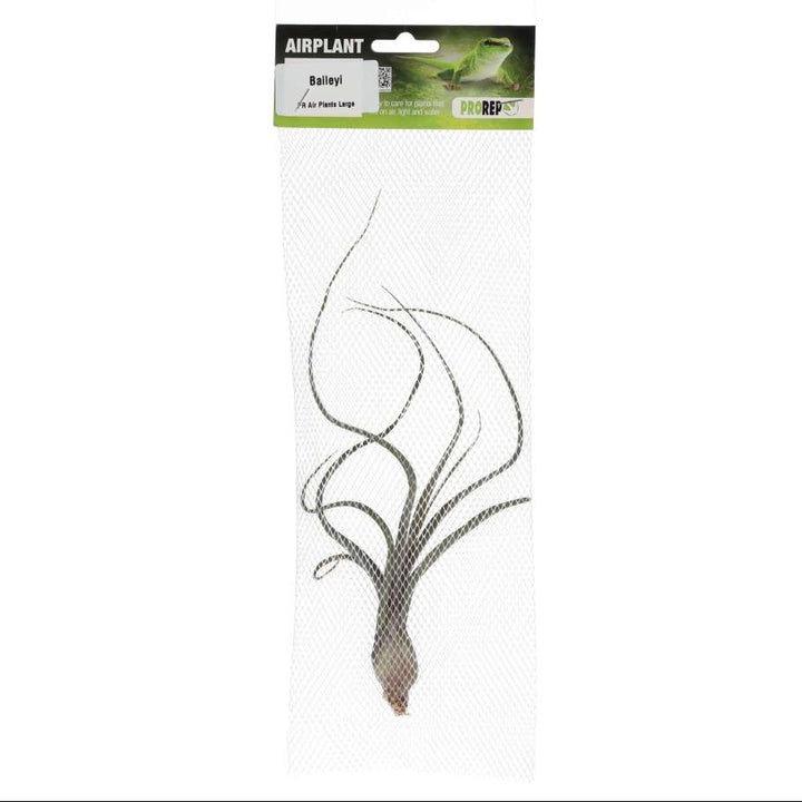 Tillandsia baileyi (Reflexed Air Plant)