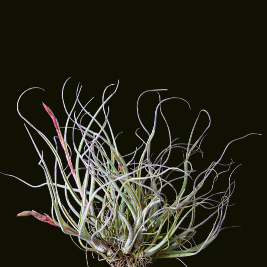 Tillandsia baileyi (Reflexed Air Plant)