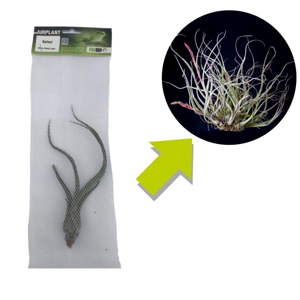 Tillandsia baileyi (Reflexed Air Plant)