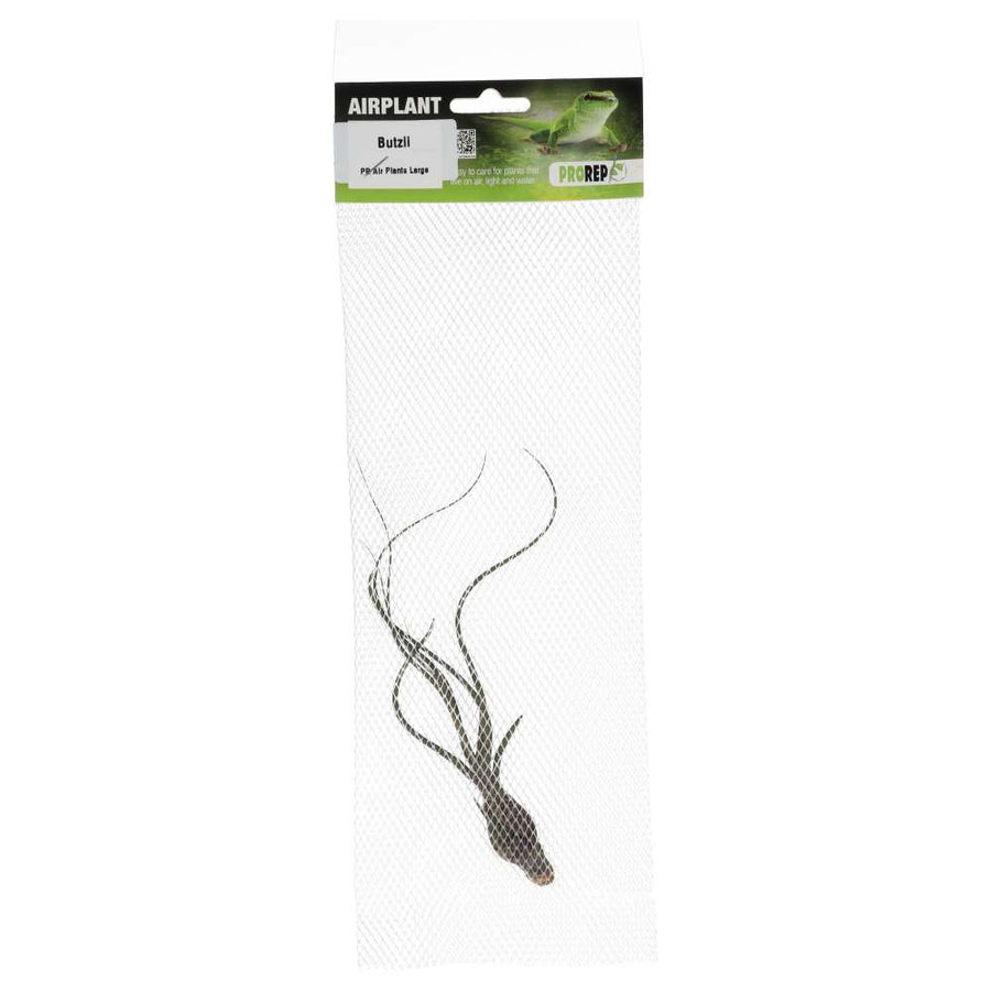 Tillandsia butzii