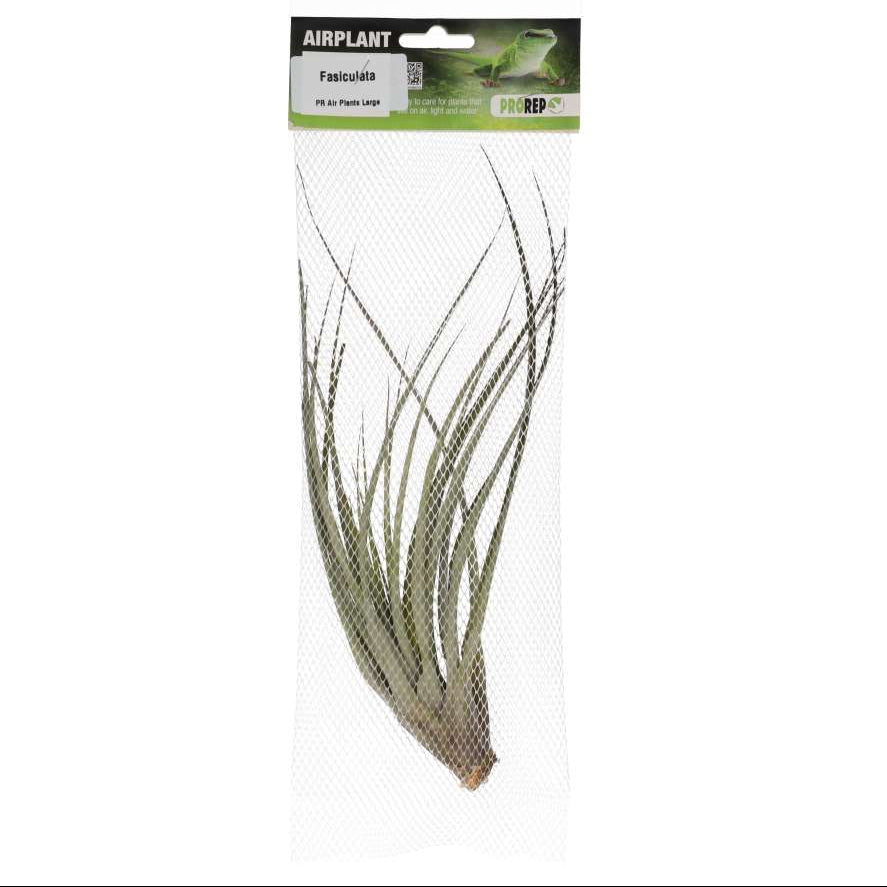 Tillandsia fasciculata (Giant Air Plant)