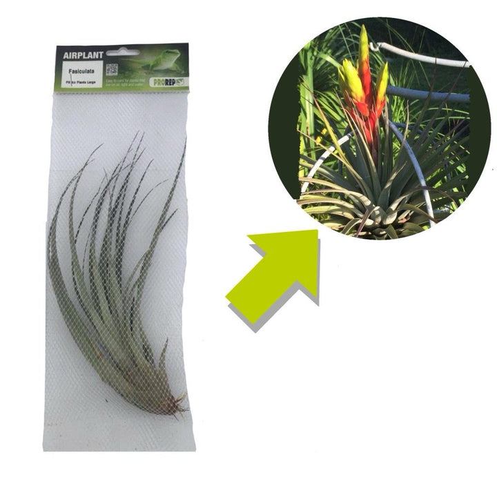 Tillandsia fasciculata (Giant Air Plant)