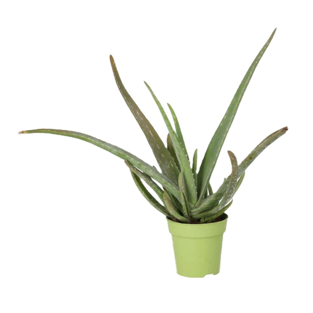 Buy Aloe vera (Barbados Aloe) online UK