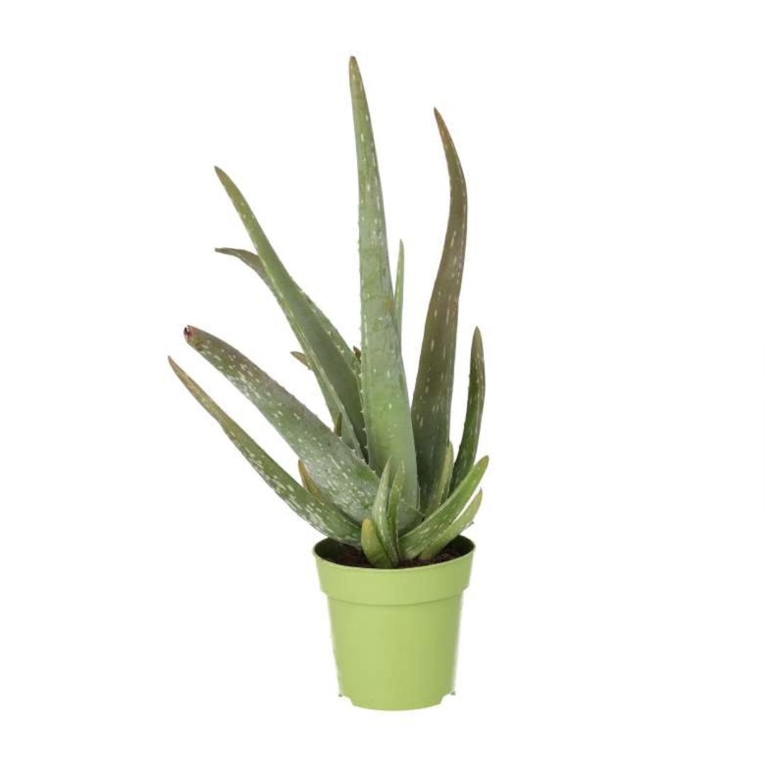 Buy Aloe vera (Barbados Aloe) online UK