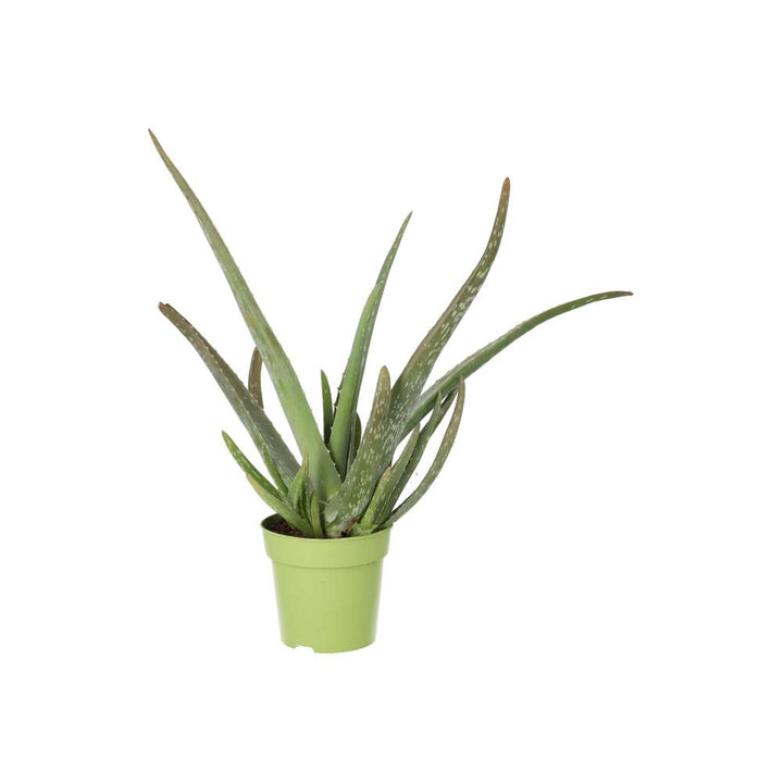 Buy Aloe vera (Barbados Aloe) online UK