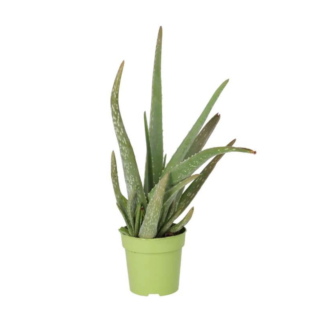 Buy Aloe vera (Barbados Aloe) online UK