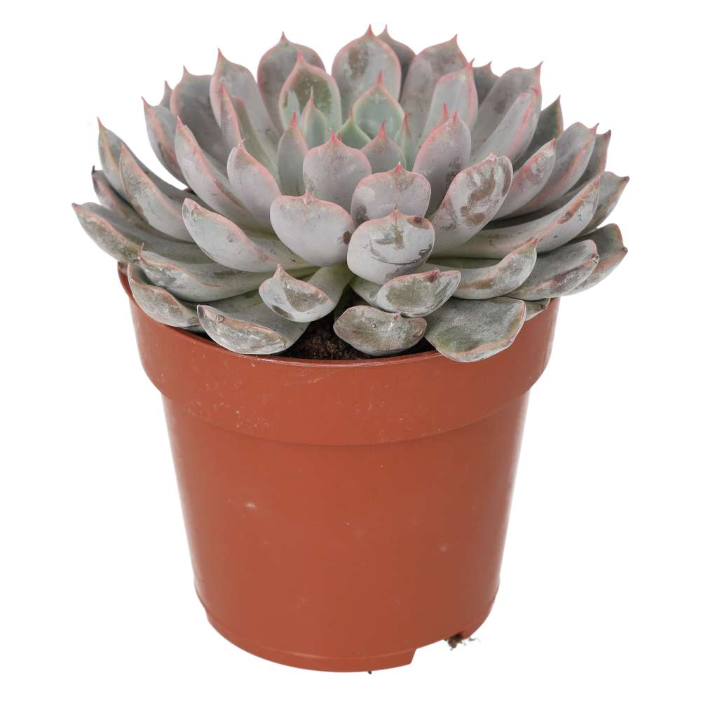 Echeveria setosa (Mexican Fire Cracker)