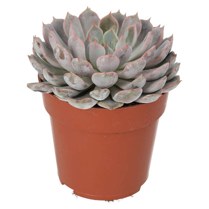 Echeveria setosa (Mexican Fire Cracker)
