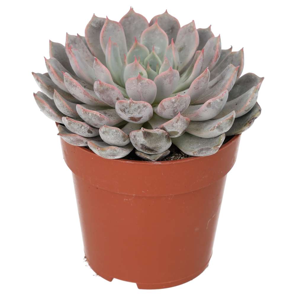 Echeveria setosa (Mexican Fire Cracker)