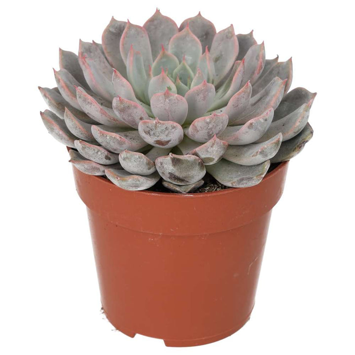 Echeveria setosa (Mexican Fire Cracker)