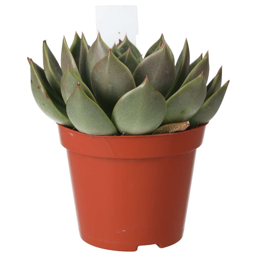 Echeveria agavoides (Molded Wax Agave)