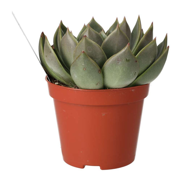 Echeveria agavoides (Molded Wax Agave)