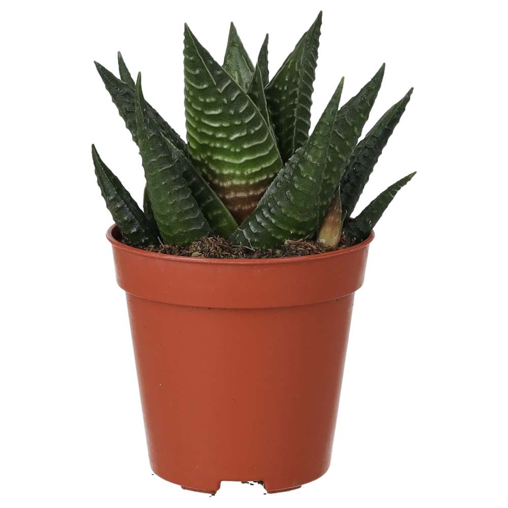 Haworthiopsis limifolia (Fairy Washboard)