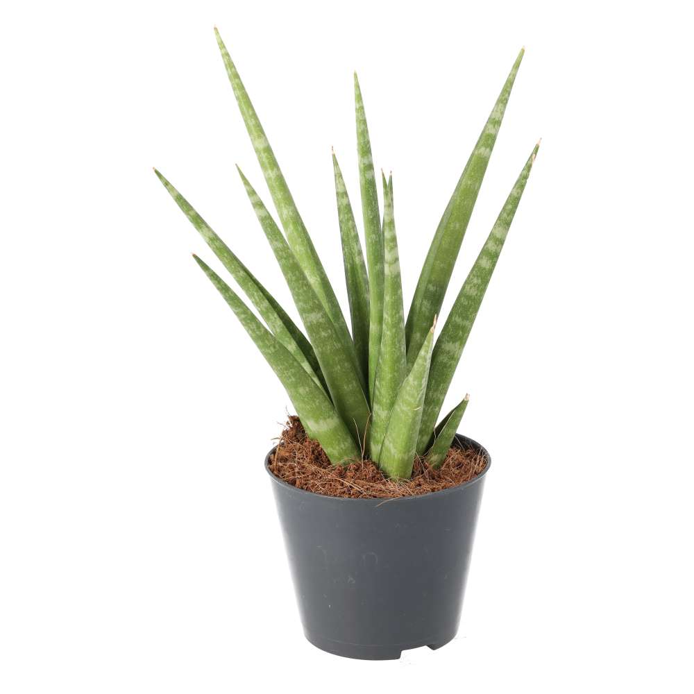 Sansevieria cylindrica (African Spear)