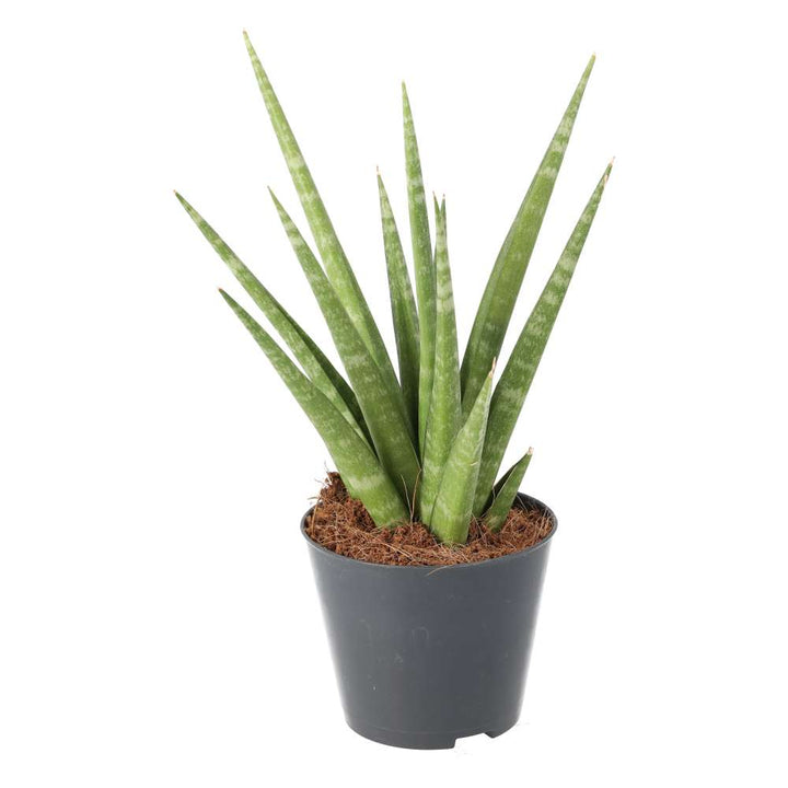 Sansevieria cylindrica (African Spear)