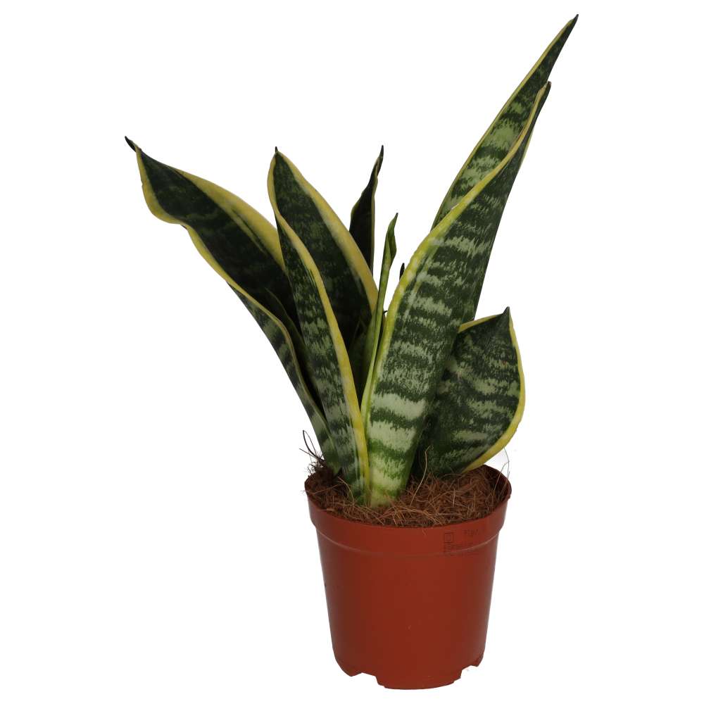 Buy Sansevieria trifasciata (Mother-in-law's Tongue) online UK